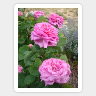 Rose Flower Pink Vintage Cabbage Sticker